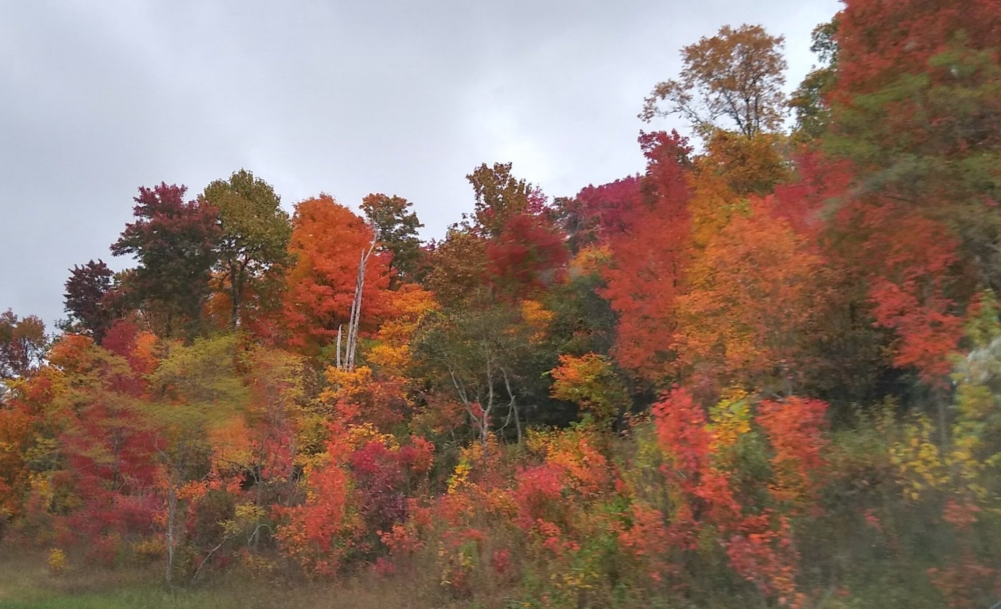 A hillside covered in vibrant red and orange autumn trees
